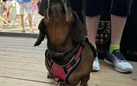 514317327_1159474496224820_4376696811367801956_n