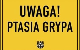Grypa